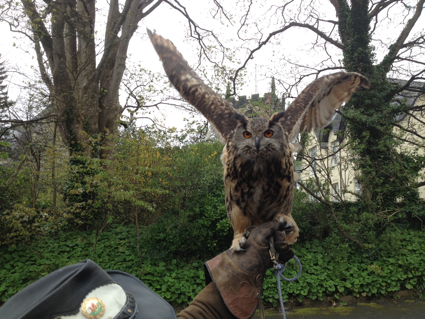 Elsa the Eagle Owl